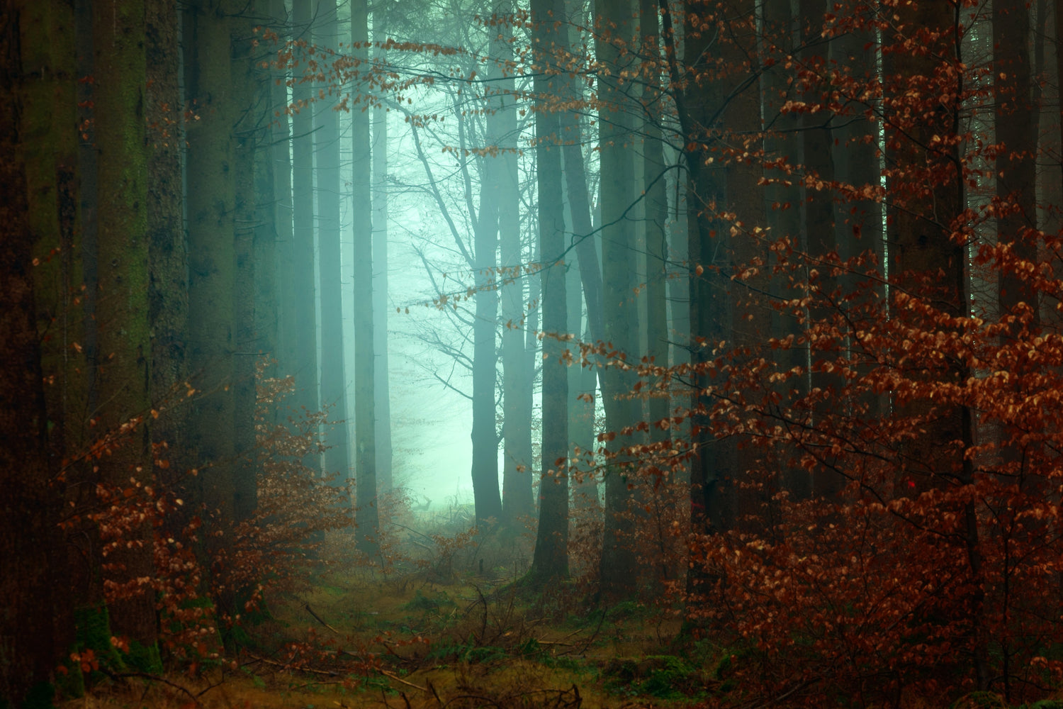 Enchanted forest. Red leaves with teal green misty light in the magical background.